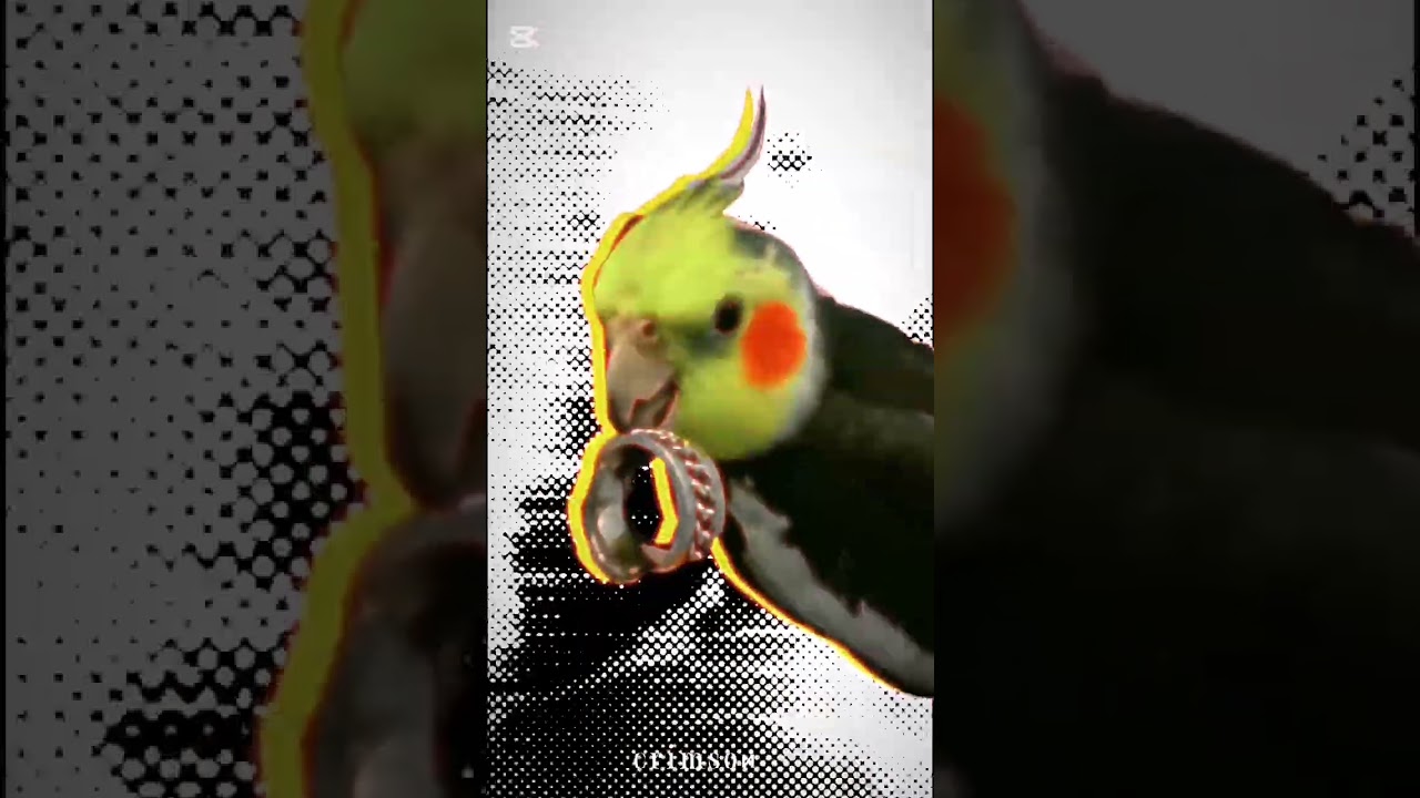 Tiki Tiki Tommy😵♟️🔗 #trending #birds #cockapoo #cockatiel #cute #parrot #edit #pets #funny #memes