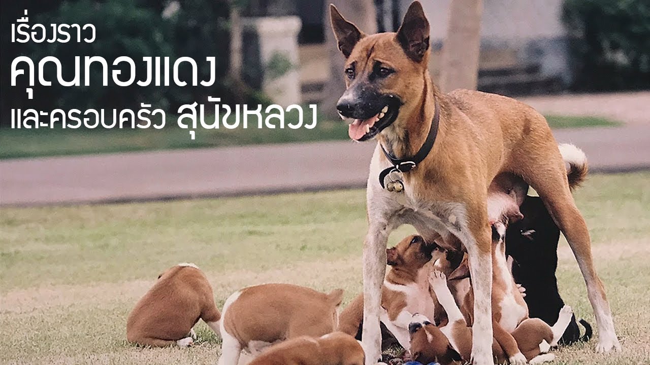 เรื่องราวของคุณทองแดงและครอบครัวสุนัขหลวง l OA 20 ต.ค. 2562