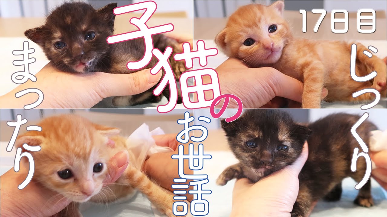 柑橘兄妹　お預かり１７日目　子猫のお世話まったりver〜保護猫ミルクボランティア