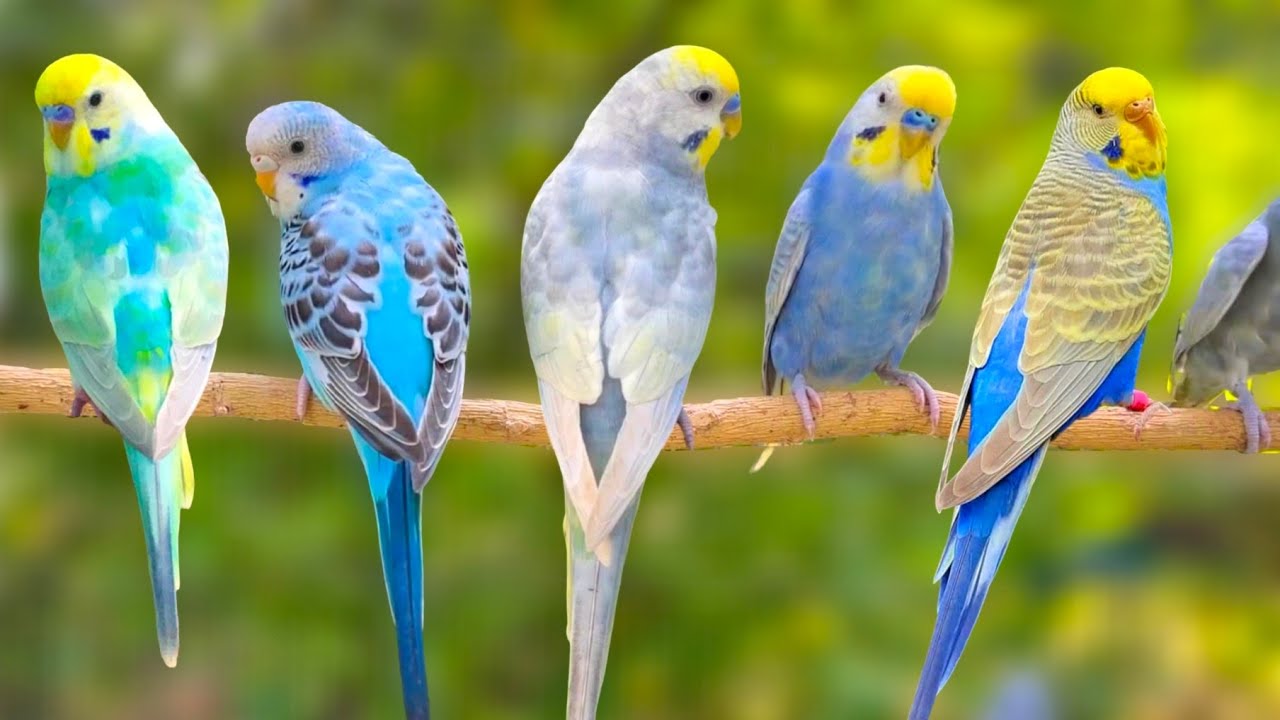 10 Hours of Non-Stop Cheerful Budgies! Enjoy the cutest moments of these playful parrots all day
