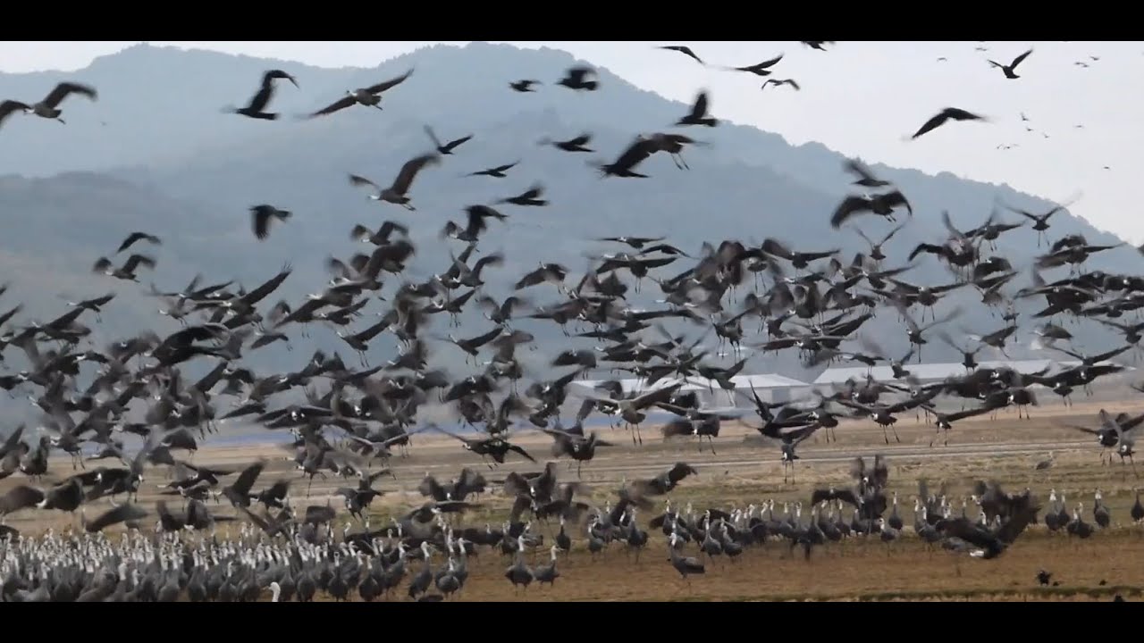 採餌中の鶴と飛び立ち @ツル観察センター / crains feeding and flying off @Crane Observation Center