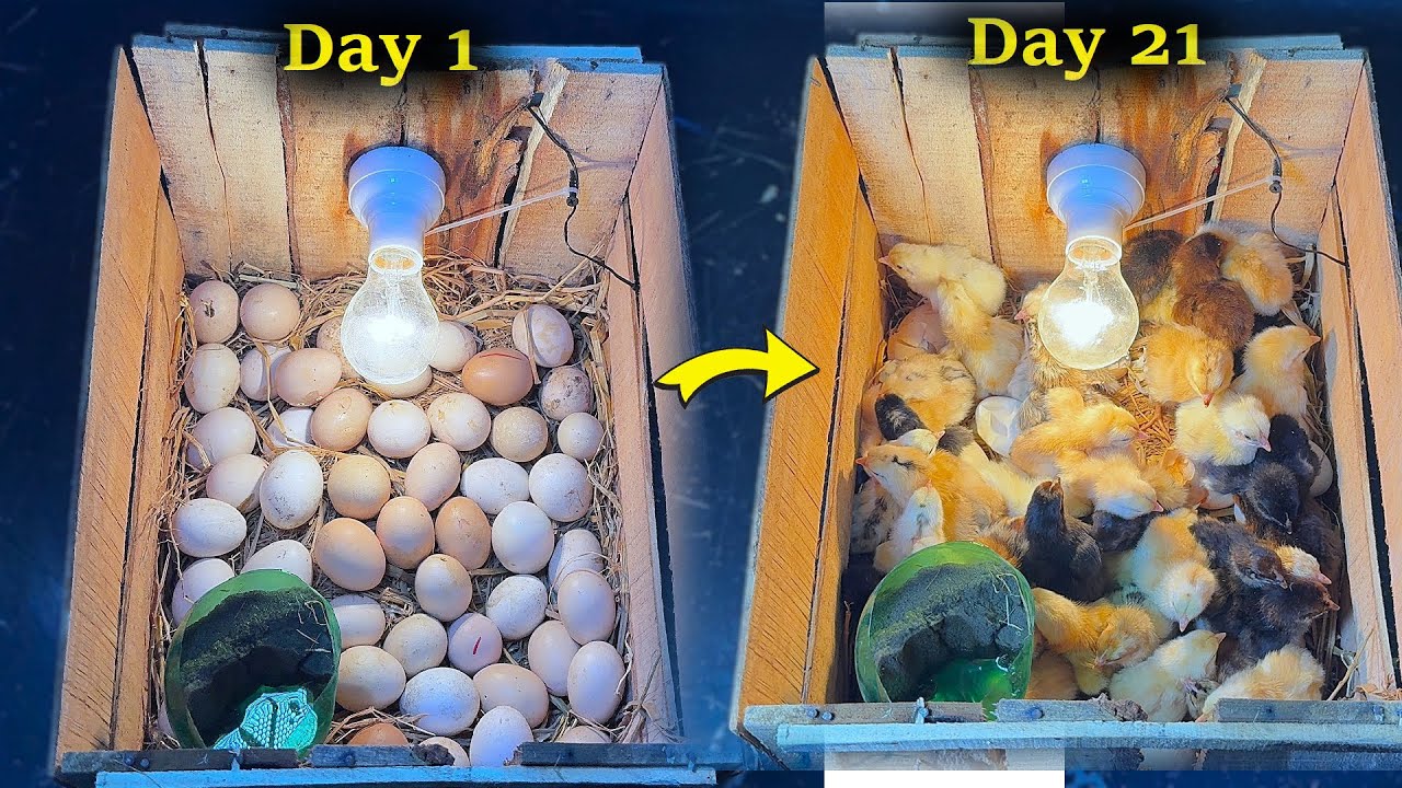 Как сделать инкубатор для яиц дома - Выведение цыплят дома