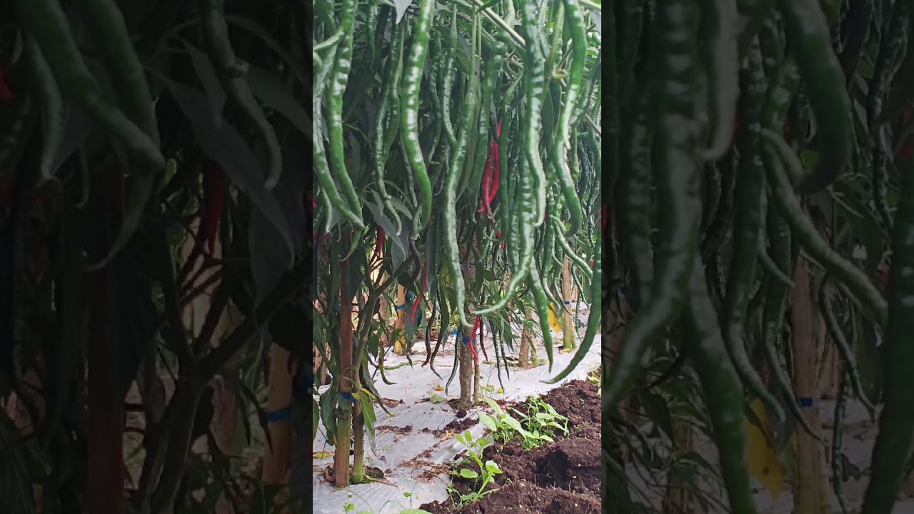 CABE MERAH LOKAL BATUGARUT | Manogi Situmorang