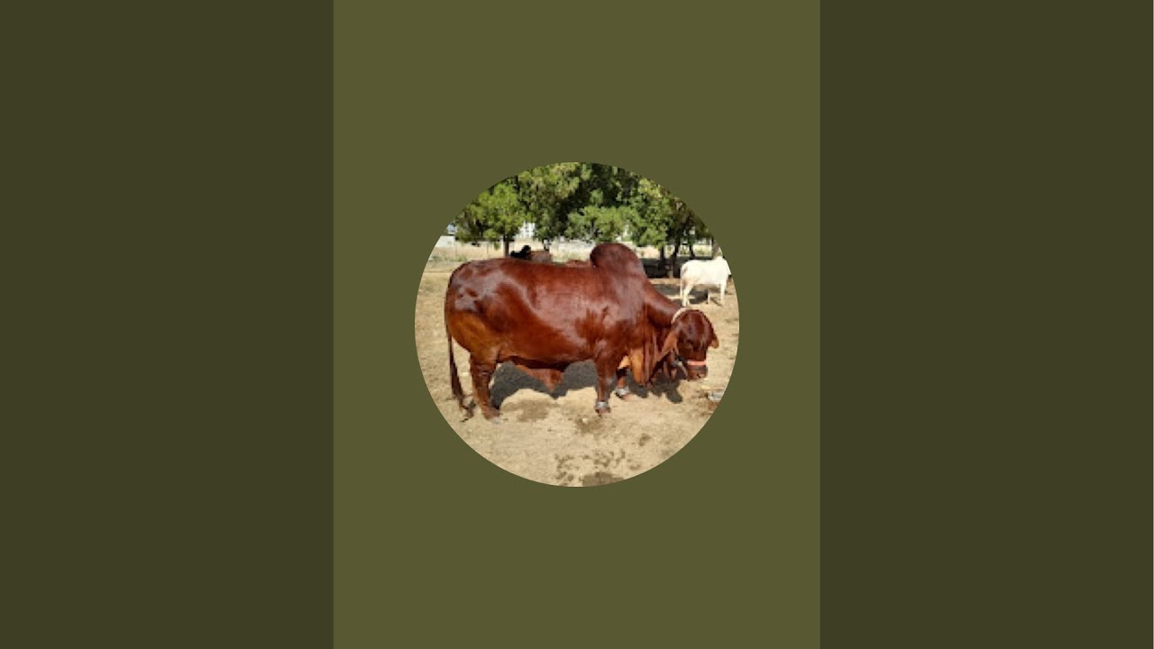 Bath time #animalslover #cow #cattle #goat