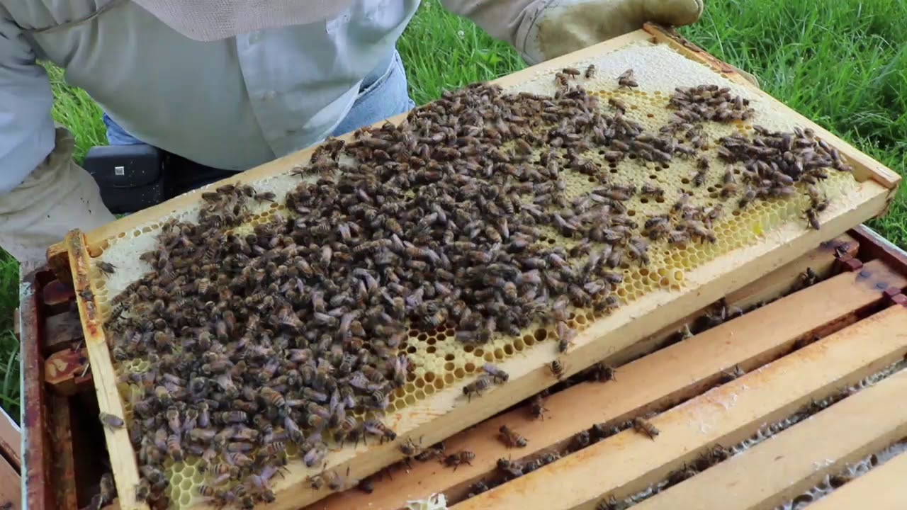 Queen Cells Developing in Hive Split