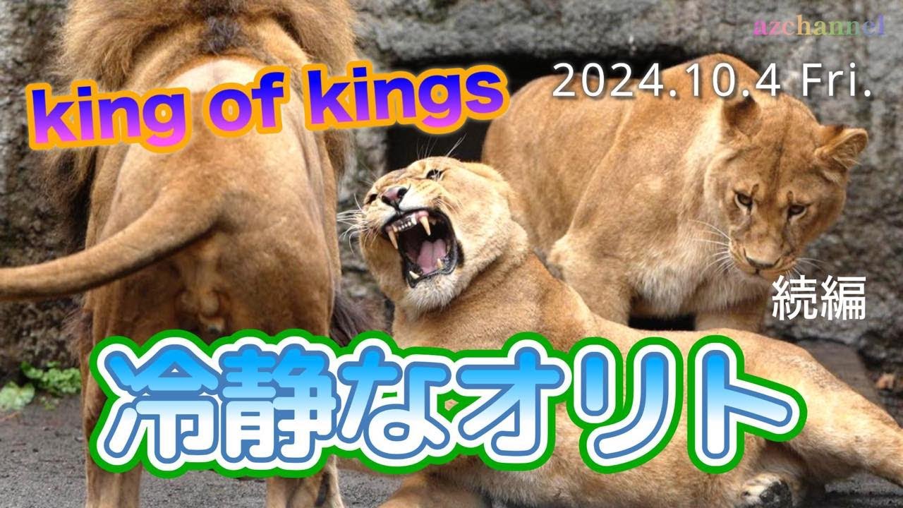 【旭山動物園ライオン】興奮するイオを落ち着かせる冷静なオリト⚡️A calm king lion appeases his excited wife.