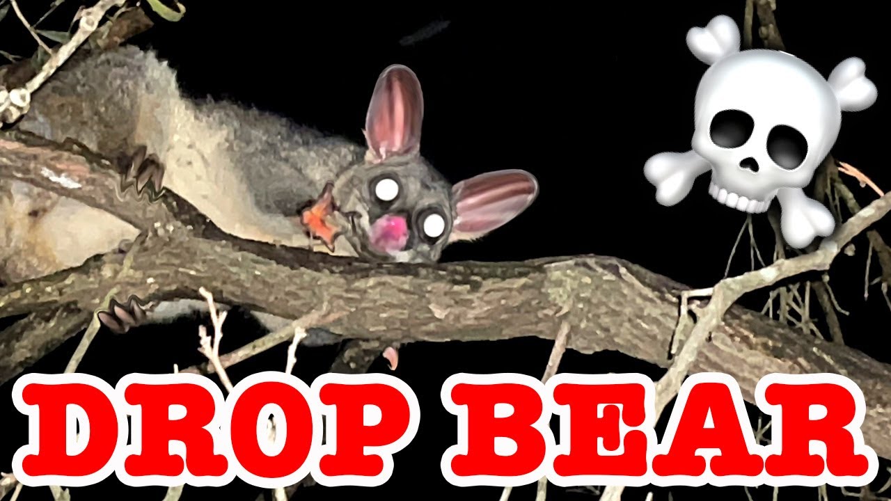 Deadly Drop Bear Caught On Camera ⚠️🐨⚠️