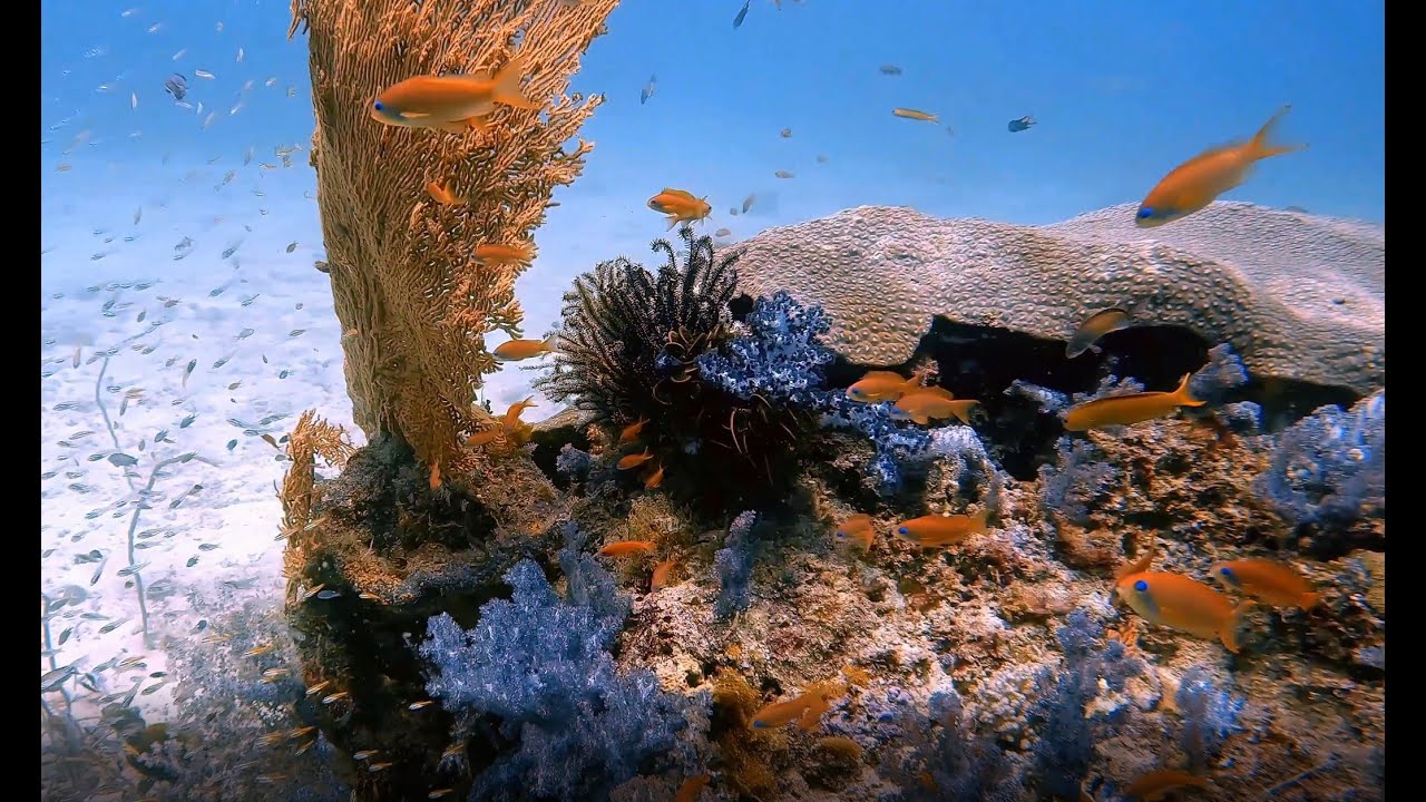 Thailand - Korallen, April 2024