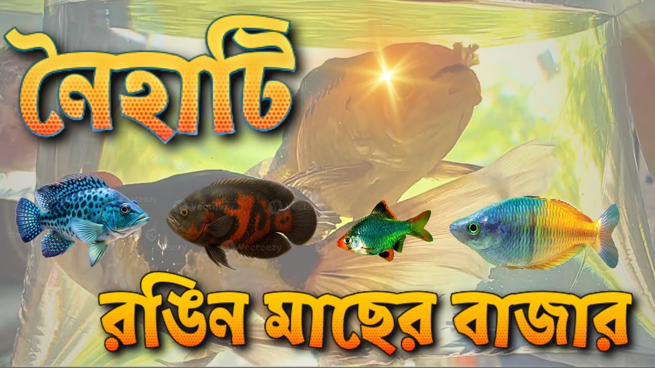 Naihati Fish Market Tour | Fish Price & Varieties in 17 Aug 2025 | Cichlids, Arrowana, Goldfish Etc.