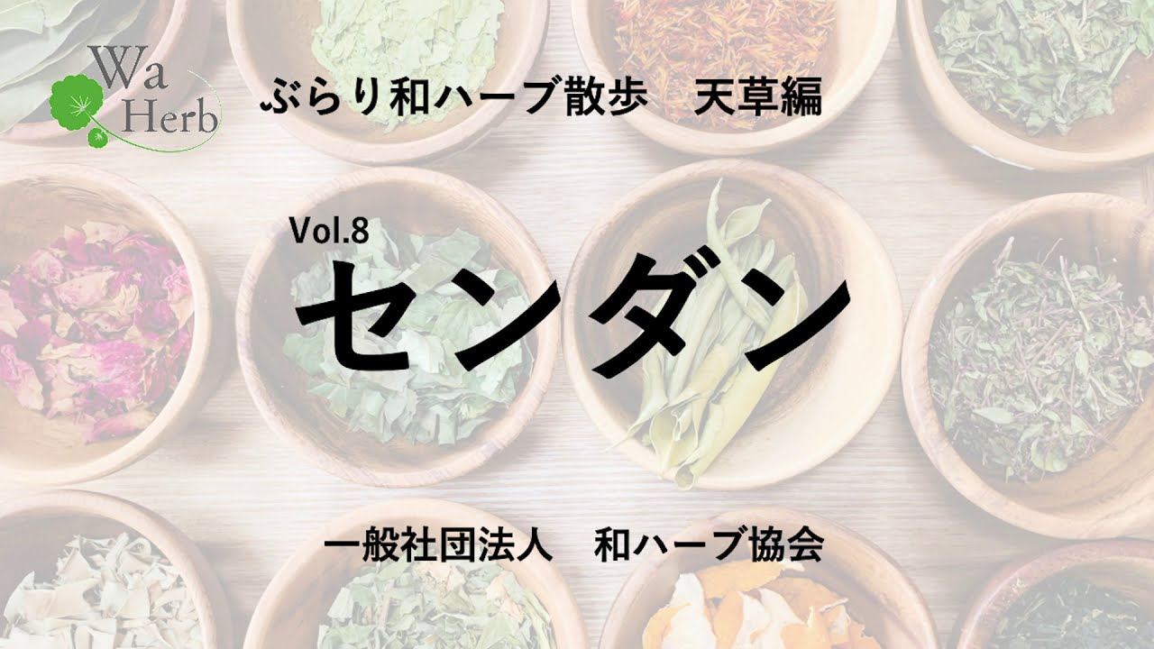 ぶらり和ハーブ散歩　～天草編～　Vol 8センダン