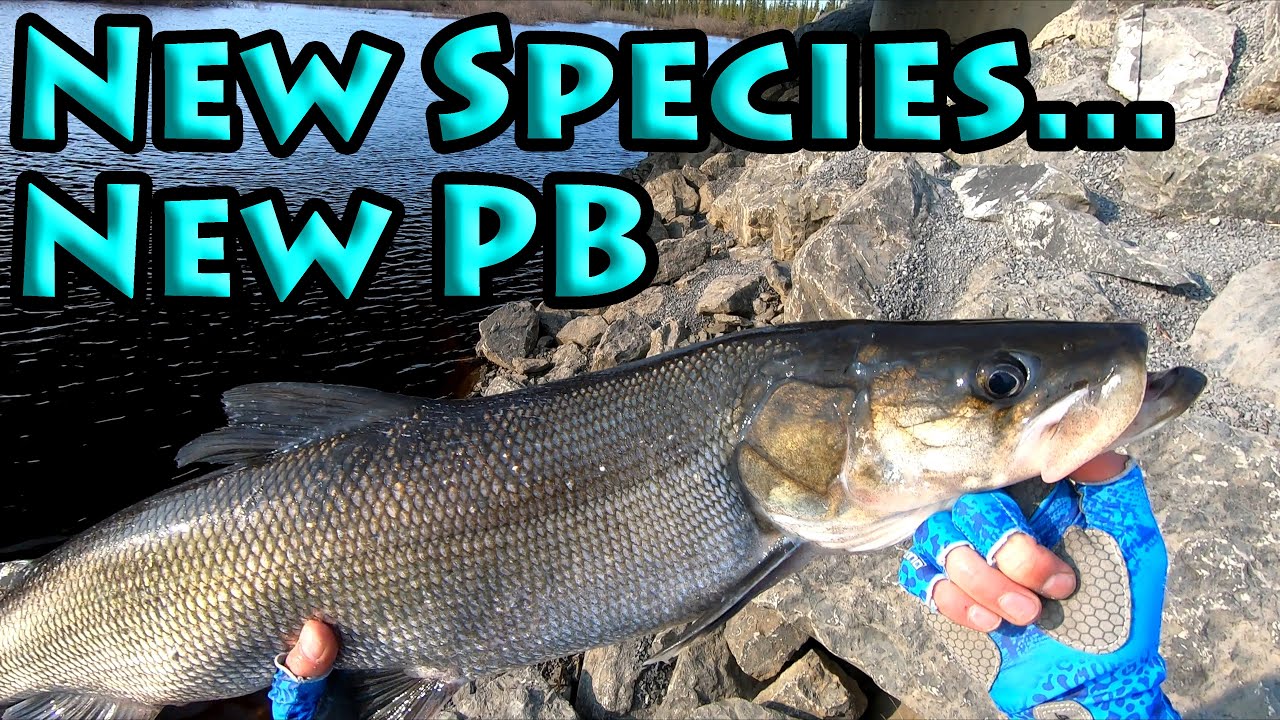 Ep 125: A new species and a new PB, fishing near Inuvik, Northwest Territories