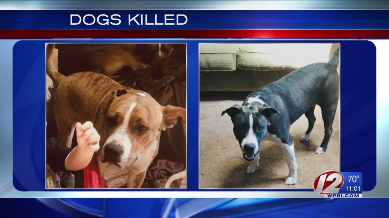 Owner's reaction to their two dogs killed in self-defense by Warwick Police