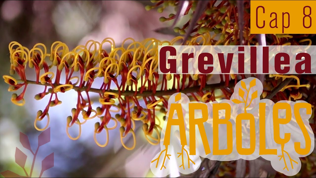 Árboles Documental // Capítulo 8: Grevillea