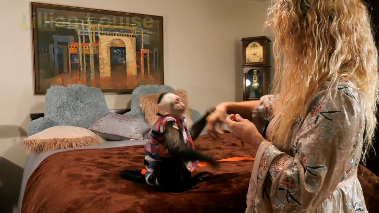 Pet Capuchin Monkey Training TRICKS