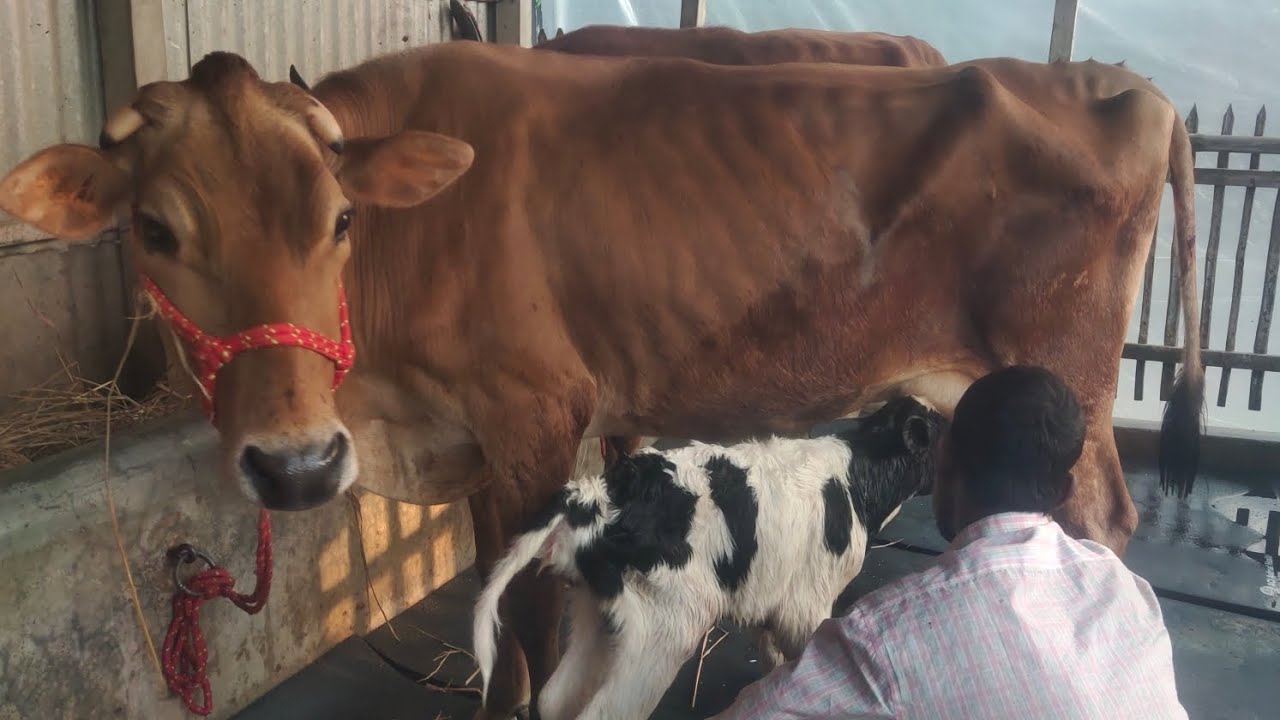 বাচ্চা সহ ১০০&জার্সি গাভি গরু বিক্রি করা হবে ইমন ডেইরি ফার্ম থেকে মোবাইল০১৭৩৫১৬১৩৯০ইমো 