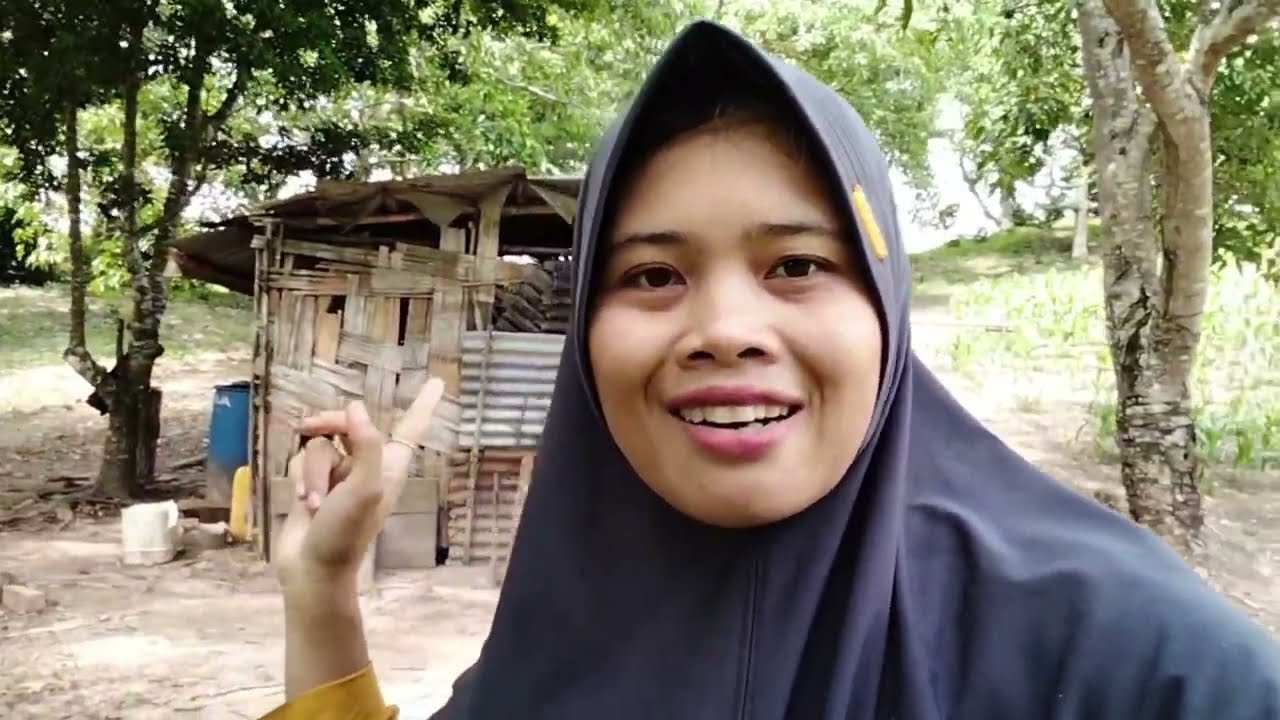 Akhirnya jagung aku sudah lumayan bagus|| menjaga jagung lagi 