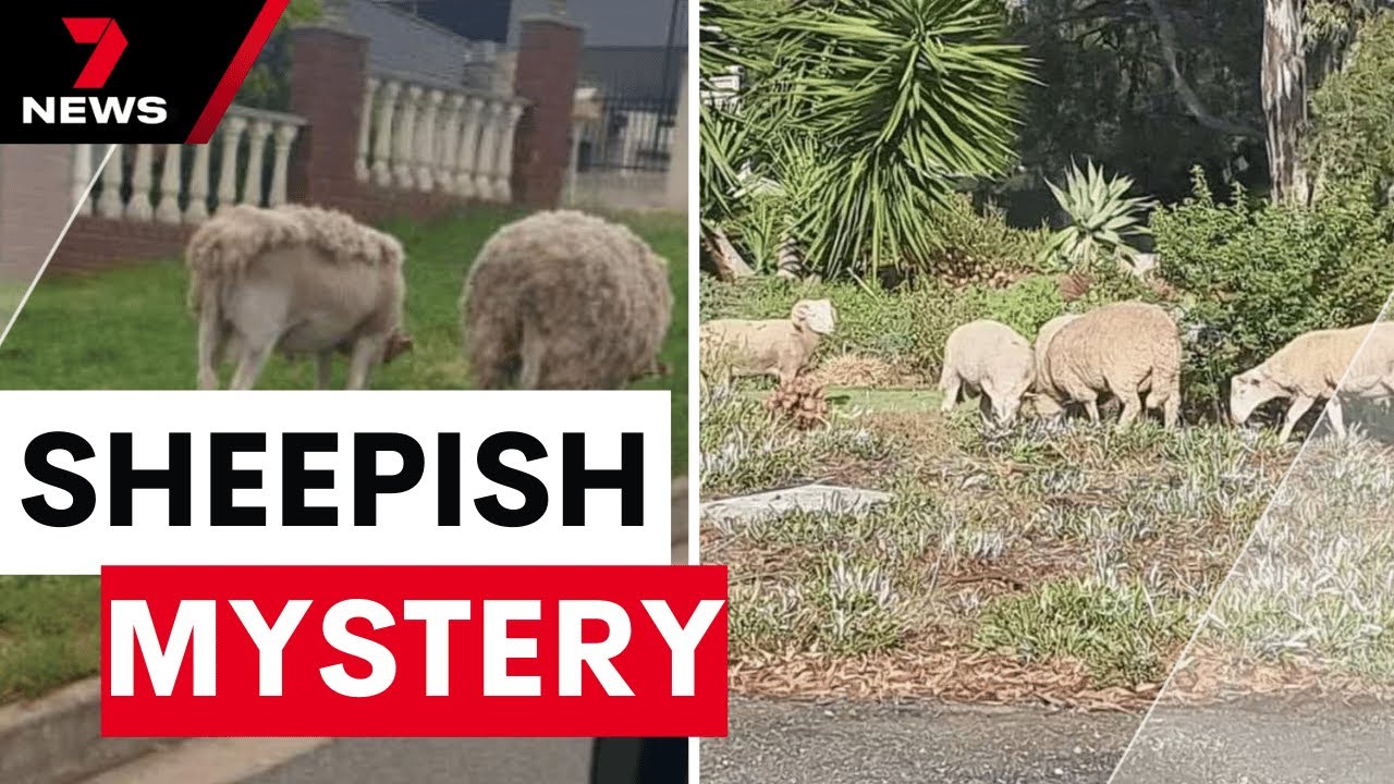 Rogue flock of sheep running amok in Adelaide's north | 7NEWS