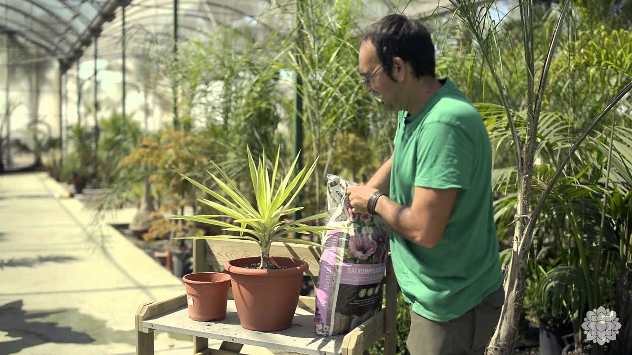 Cómo transplantar una Yuca - Rivera Garden