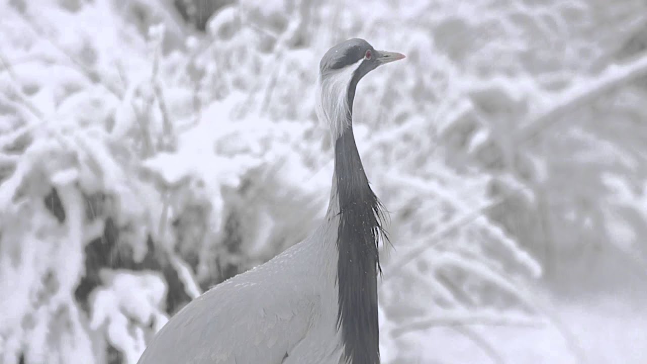 Wetlands in the snow | WWT Slimbridge