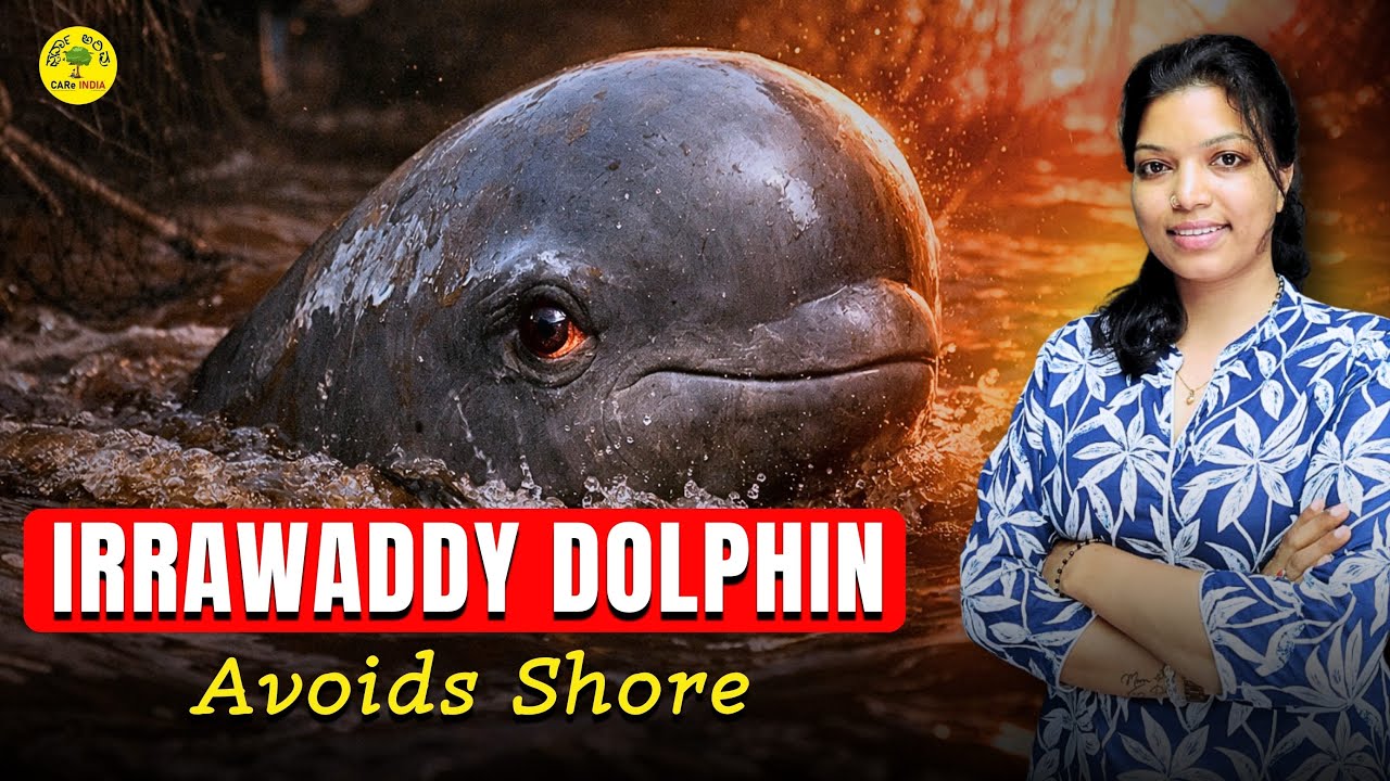 Irrawaddy Dolphin Explained | UPSC, KPSC Most Important Topic | Spardha Arivu