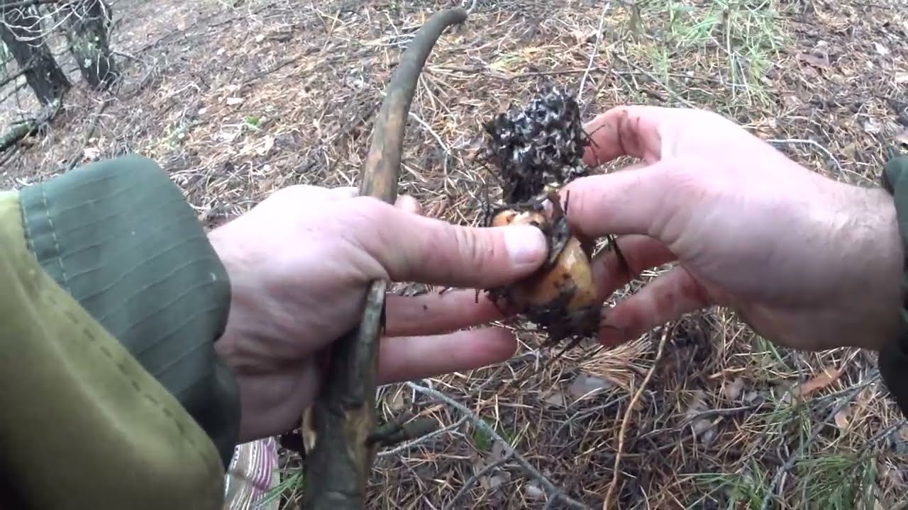 Поездка в станицу Вешенская за грибами.