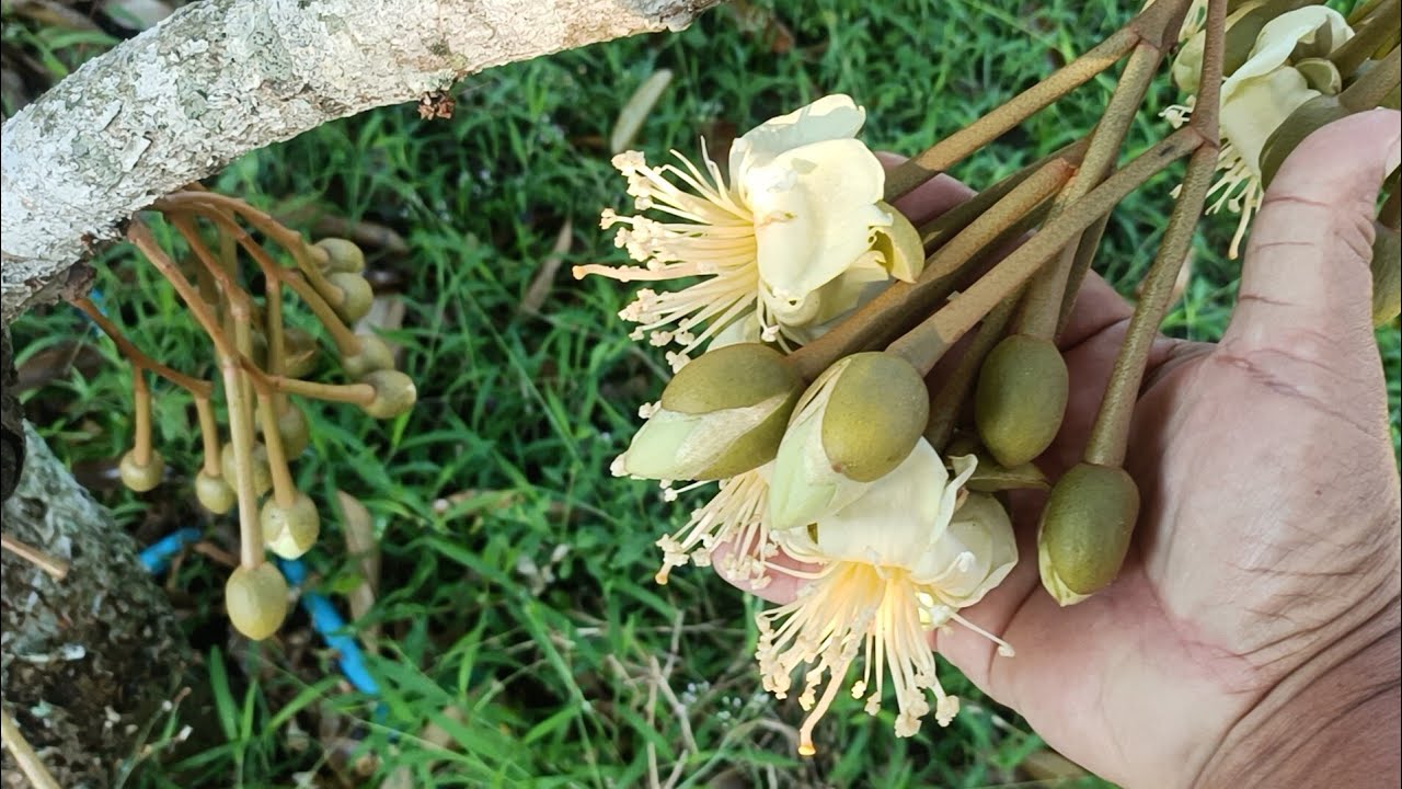 ชมการพัฒนาการของดอกทุเรียนหมอนทอง จันทบุรี 10 และพาชมขนุนพันธุ์ทองส้ม