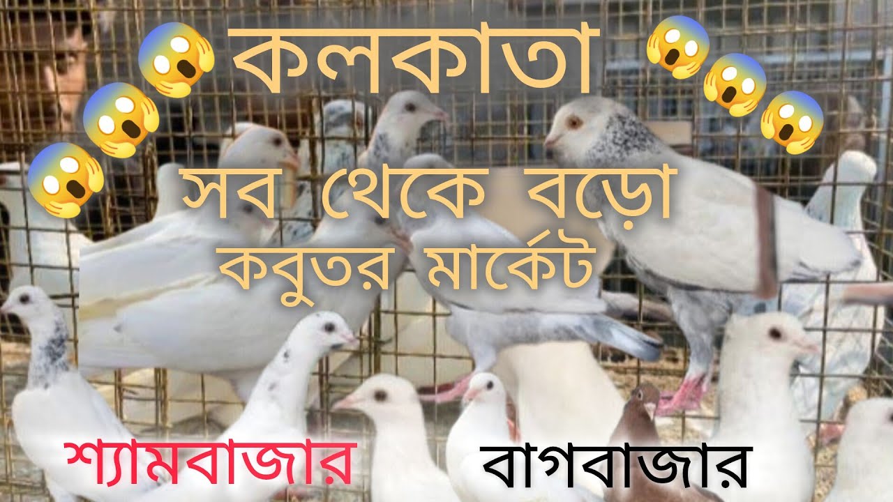 Kolkata bigest  pigeons market। কলকাতার সব থেকে বড়ো কবুতর হাট 😱😱😱😱😱😱😱😱
