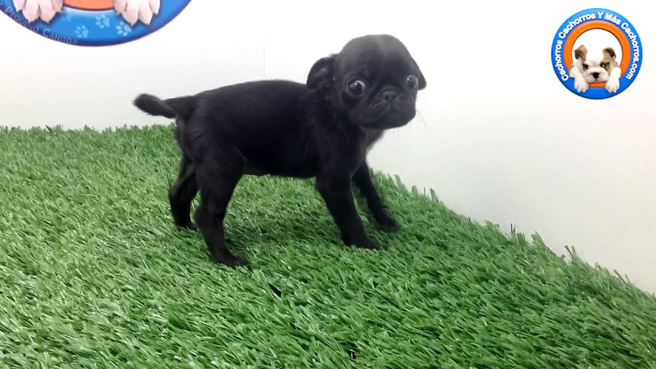 Venta de Pug en Cachorros y m&aacute;s cachorros