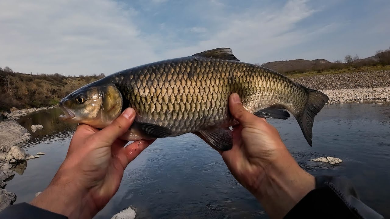 Най големия кефал за 2025 г. // PB chub for the year