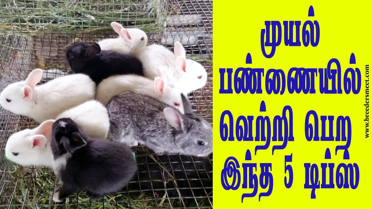 முயல் பண்ணையில் வெற்றி பெற இந்த 5 டிப்ஸ் | 5 tips to successful rabbit farming