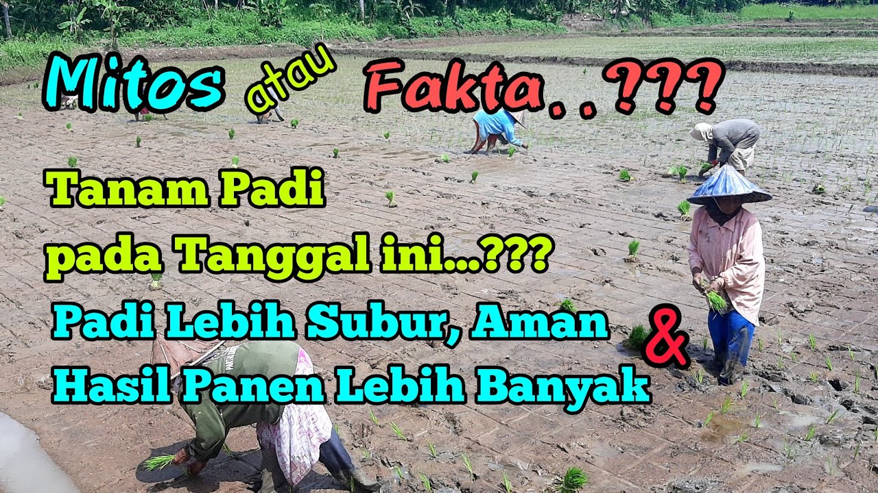 VIRALKAN... Rahasia Ilmu Karuhun... Waktu Tanam Padi Yang Baik Untuk Meningkatkan Hasil Panen Padi
