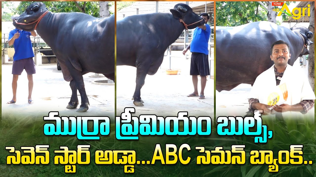 Murrah Premium Bull Semen | ముర్రా ప్రీమియర్ బుల్స్, సెవెన్ స్టార్ అడ్డా ABC సెమన్ బ్యాంక్ Tone Agri