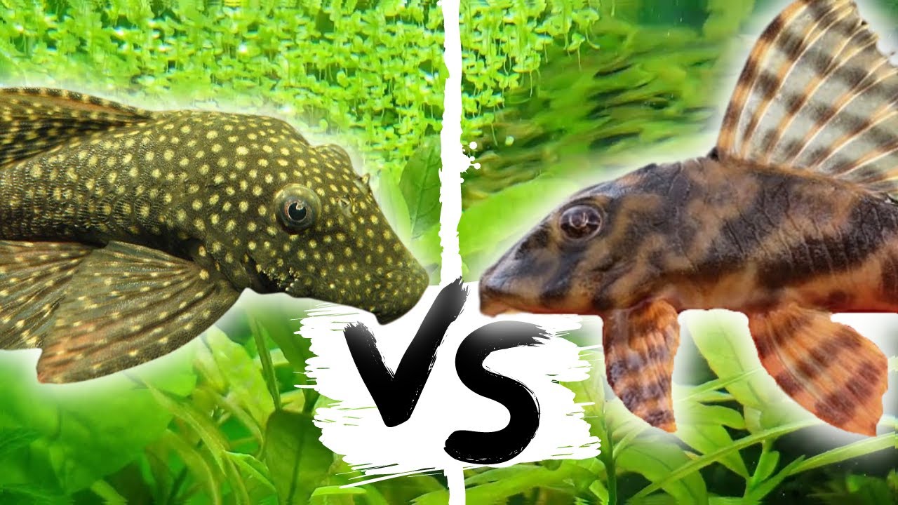 Ancistrus VS Peckoltia Vittata L015