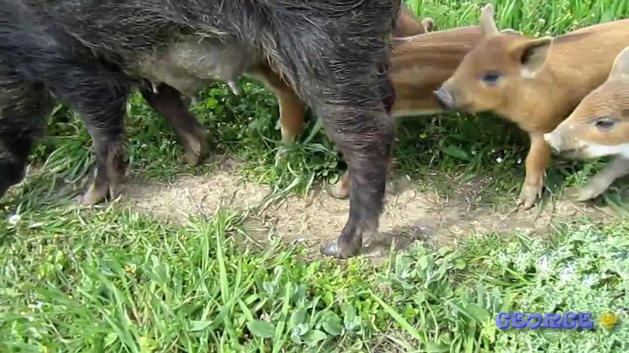 Wild boar newborn feeding  - Αγριογούρουνα νεογγένητα