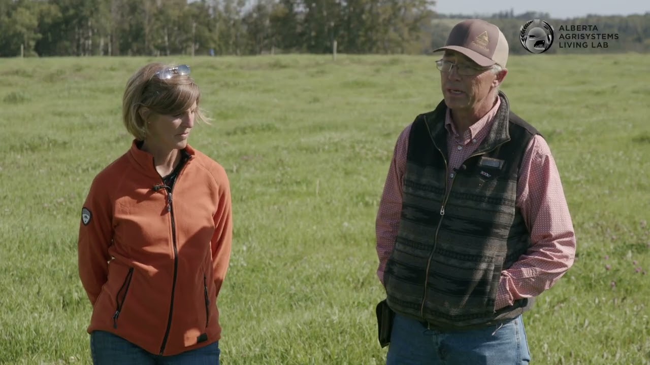 Do you have questions about over-seeding legumes into old pastures?