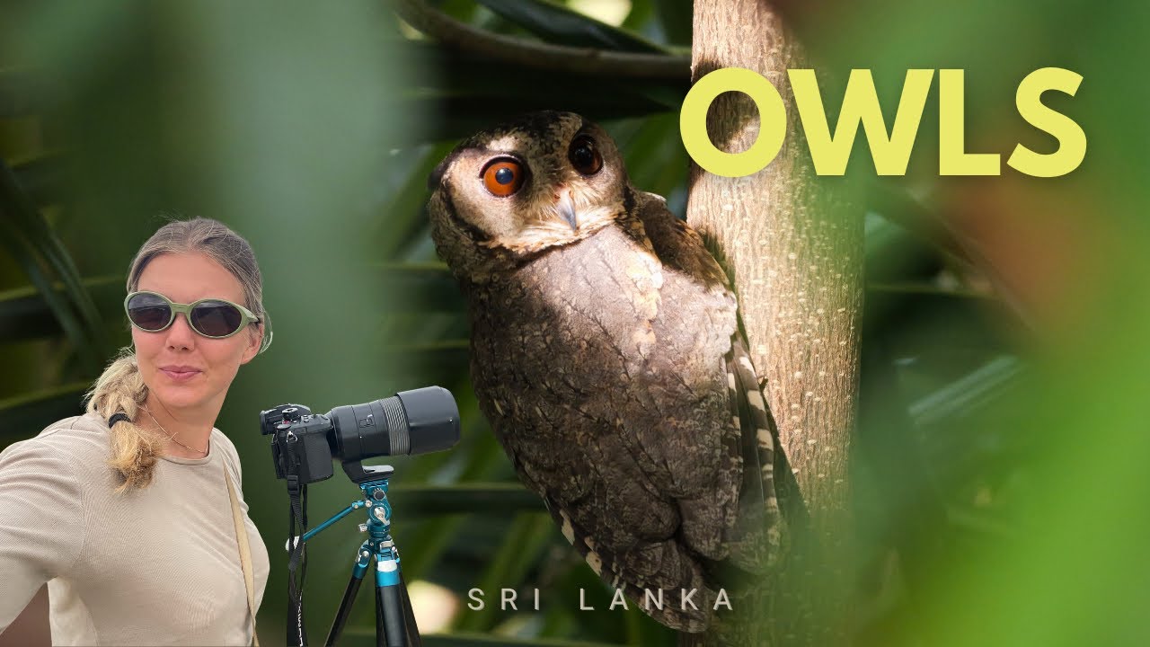 Three Owl Encounters Within Two Hours | Yala, Sri Lanka