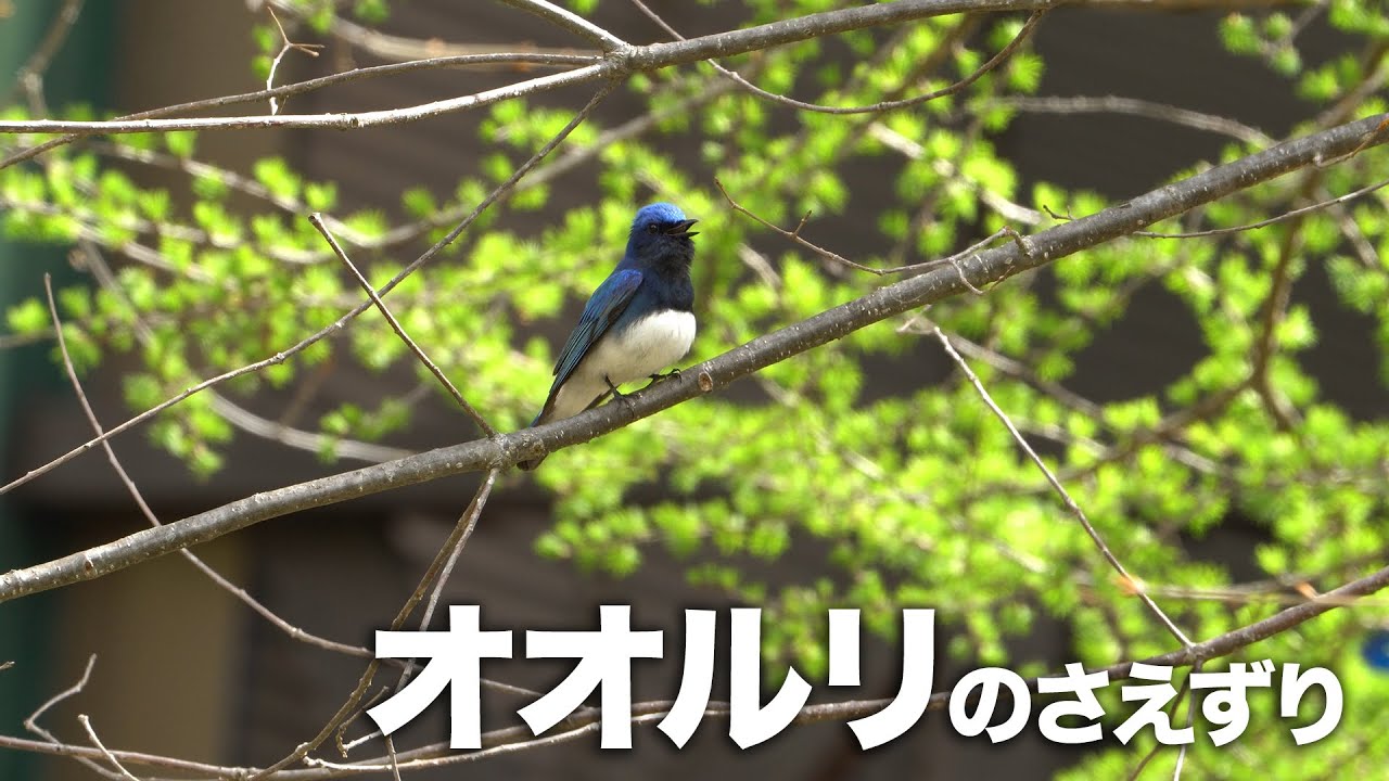 【野鳥】オオルリのさえずり