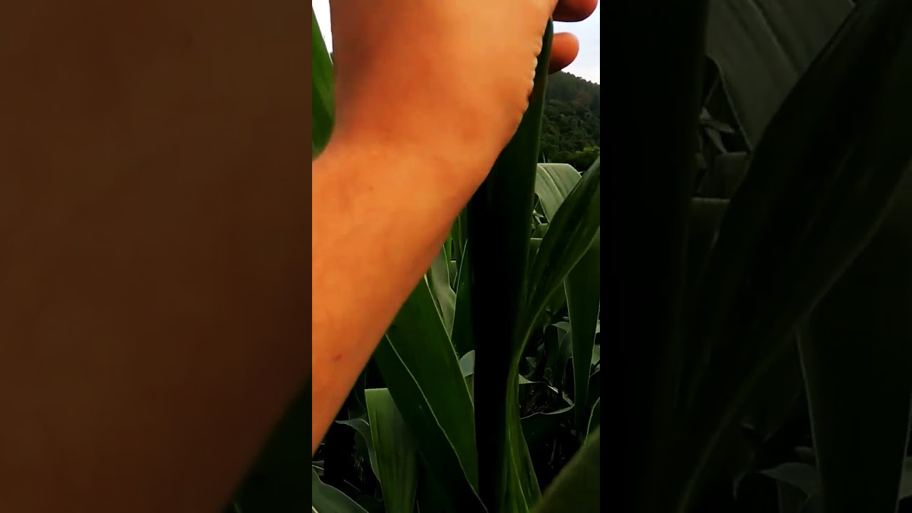 CONHECE? #milho #milhoverde #pend&atilde;o #ro&ccedil;a #agro #sitio #fazendinha #rural #agriculturafamiliar