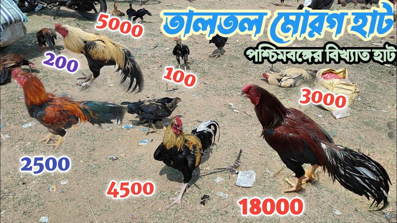 তালতল হাট পুরুলিয়া |দেখুন দাম দর|murga Market Taltol 2024