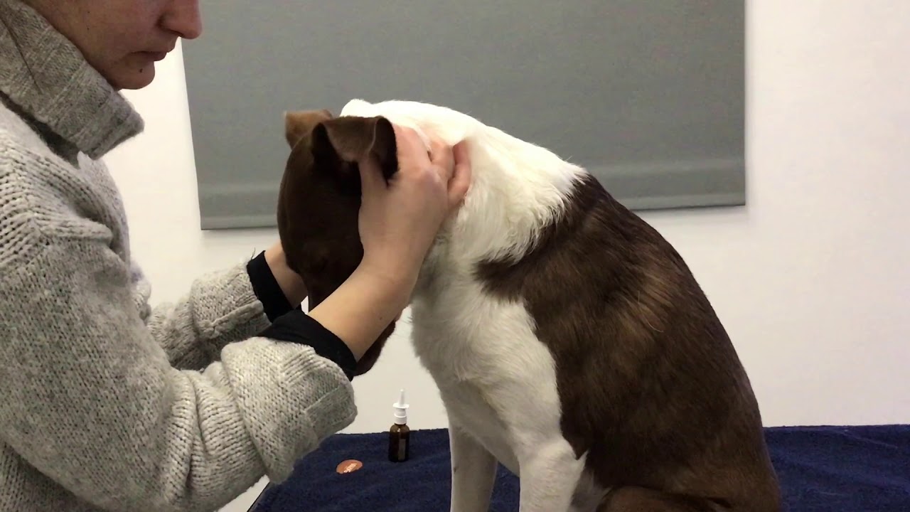 Massage canin / massage pour chien / dog massage