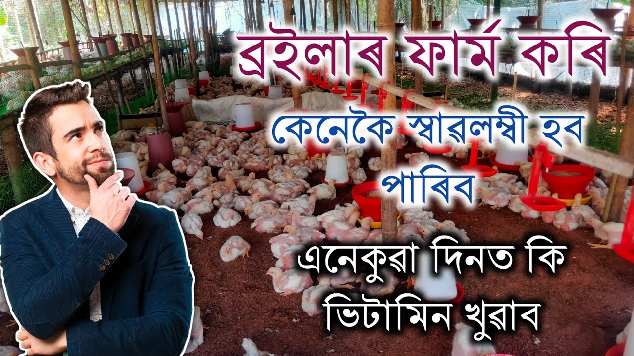 এইবাৰ কিমান টকা পাম কিমান দিন হল || Cage Broiler Farming in Assam 2026