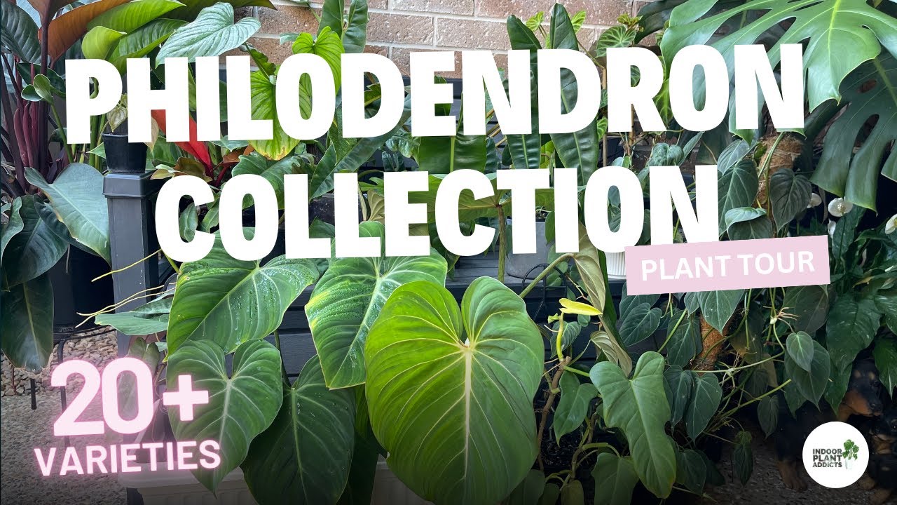 20+ Species of Philodendron (House Plant Collection Tour)