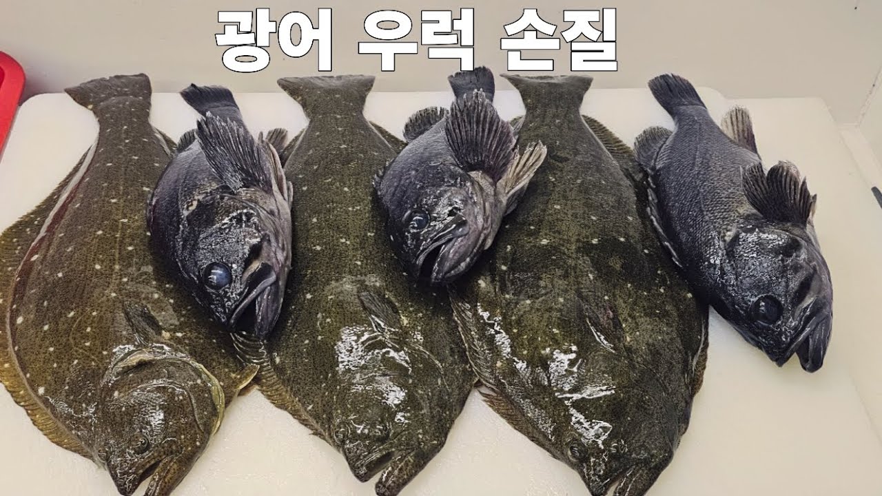 가장 인기많은 광어 +우럭  손질부터 회뜨기 이렇게 합니다 #생선손질 