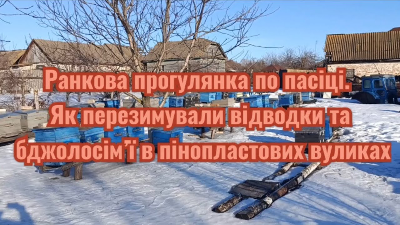 Ранкова прогулянка по пасіці. Як перезимували відводки та бджолосім’ї в пінопластових вуликах