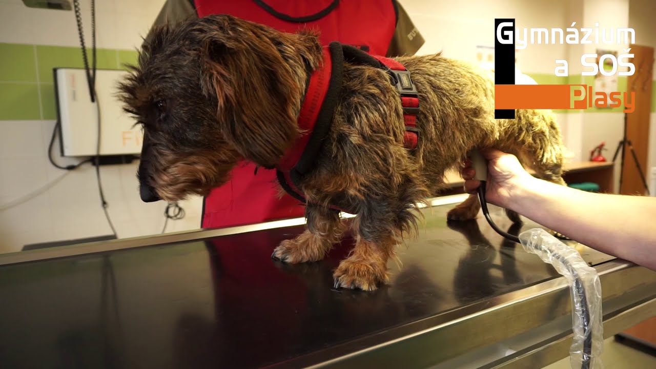 Gymnázium a SOŠ Plasy - video střední odborná škola