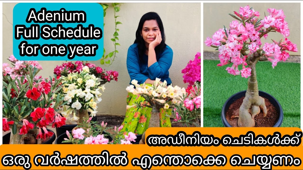 Adenium Pruning Repotting Fertilizing Schedule for a Year | അഡീനിയം ചെടിയിൽ   ചെയ്യേണ്ട 3 കാര്യങ്ങൾ