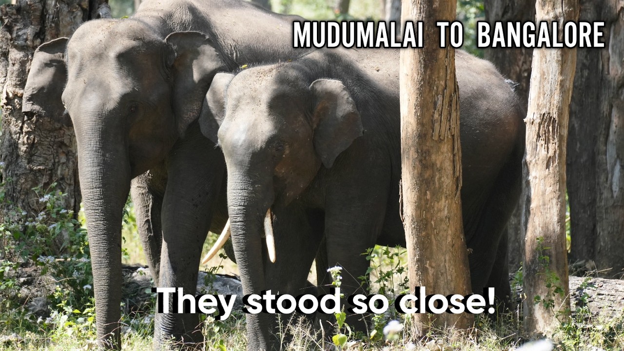 Driving Back from Mudumalai | A Surprise Elephant Sighting on the Way | Hodophile Footsteps