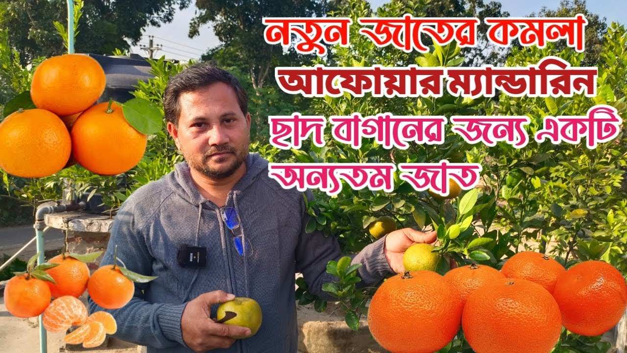 আফোয়ার ম্যান্ডারিন কমলা নতুন জাতের ছাদ বাগানের জন্য একটি অন্যতম ভালো মানের জাত উদ্ভাবন করেছেন