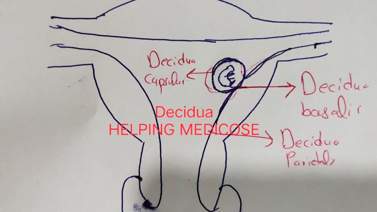 Decidua | Placenta Chapter | Part 1