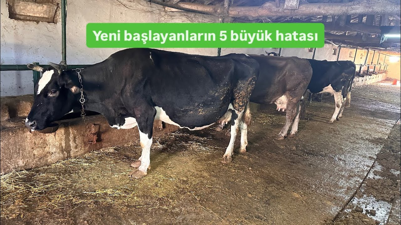 Mevcut işimi bırakıp hayvancılık yapmak istiyorum diyenlere tavsiyeler ! 